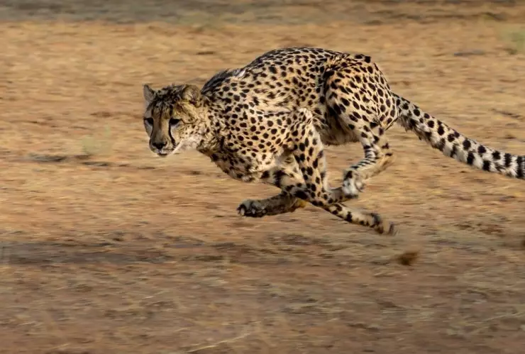 Guepardo, maullá, video 2.jpg