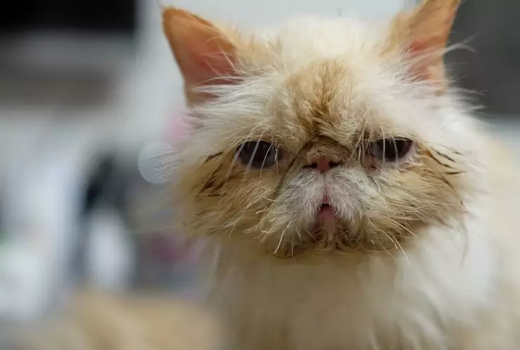 Golpe de calor en perros y gatos