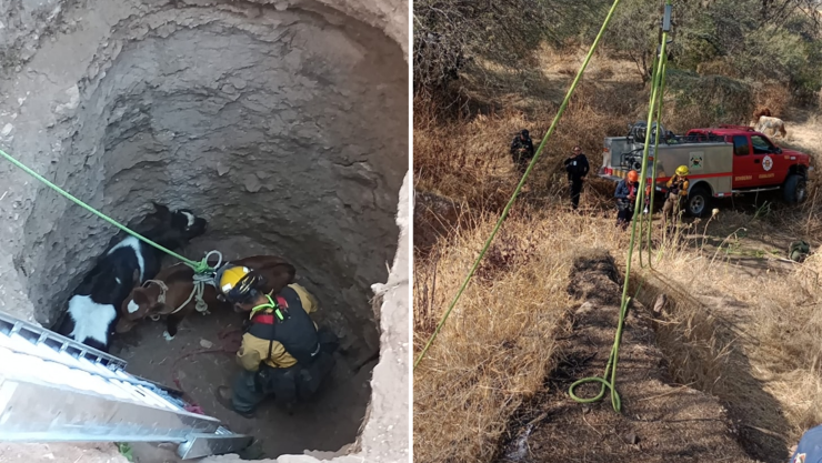Rescate de reses en Guanajuato capital cayeron en un pozo, 10 de febrero de 2025.png