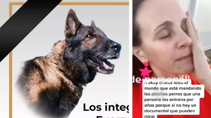 argentina critica a perros rescatistas de México