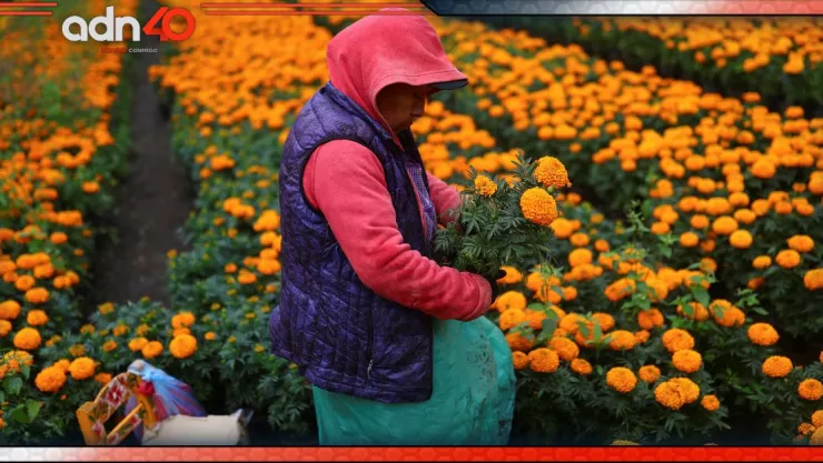 ¿Quieres comprar flores de cempasúchil? Arrancó la venta en Xochimilco