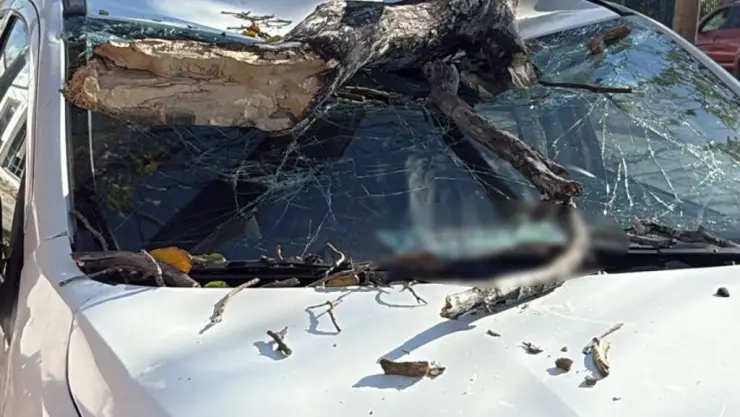 Árbol colapsa y destroza auto en la García Ginerés en Mérida; así quedó