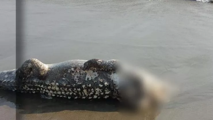 Cocodrilo sin cabeza playa Puerto Vallarta