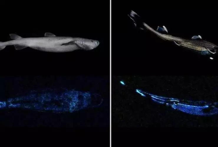 Hallan al tiburón luminoso más grande del mundo en Nueva Zelanda