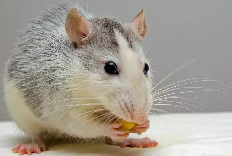 Hombre se come una rata muerta en Nueva York