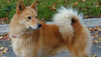  perro 