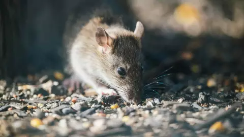 Explorador de alcantarillas muere atacado por ratas.jpg