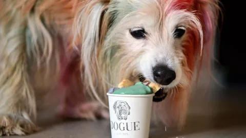 Mascotas en Restaurante de San Francisco