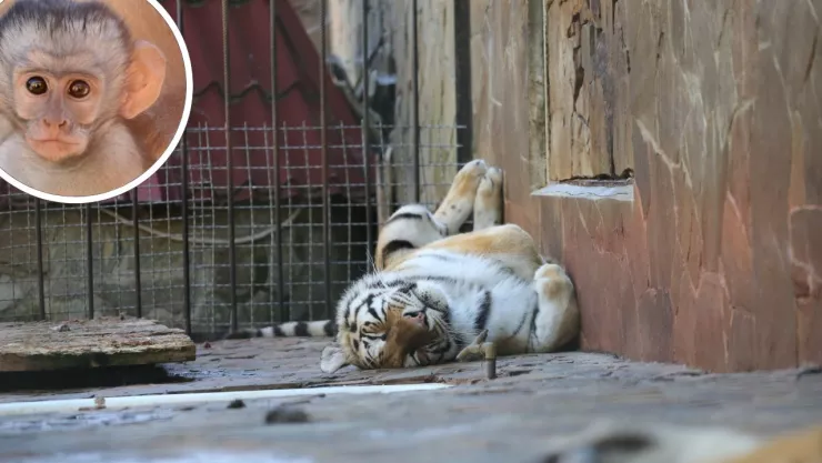 ¿Es ilegal tener animales exóticos o salvajes como mascotas en Tijuana este 2025? Esto dice la SEMARNART