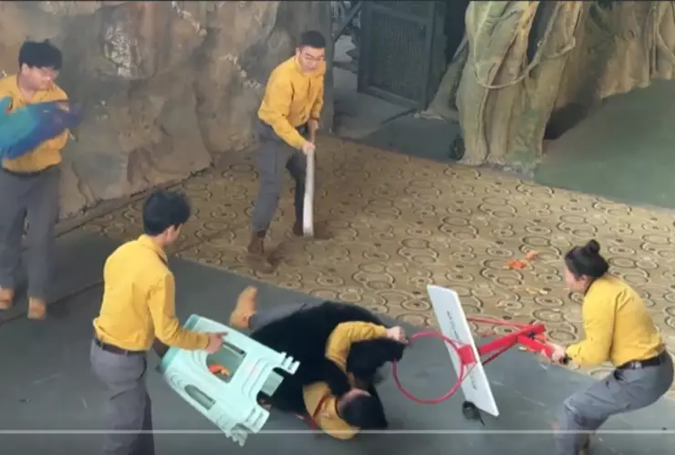 Oso negro ataca a su cuidador en safari de China.png