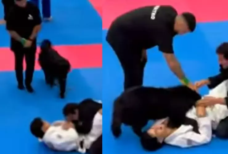 Firulais no soportó y defendió a su dueño.