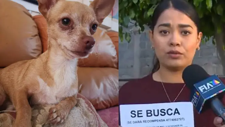 Buscan a perrito chihuahua desaparecido en Leon