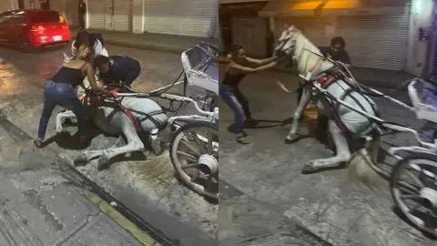 PORTADA Caballo calesero se desplomó.jpg