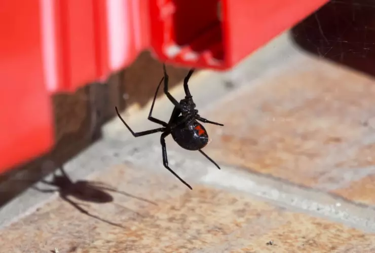 Las arañas viuda negra y su característica mancha roja
