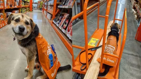 Perrita abandonada se convierte en empleada de una tienda