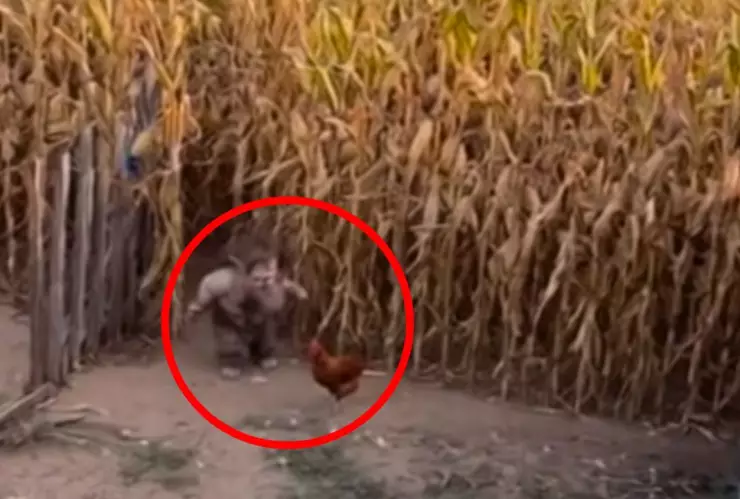 El presunto chaneque fue captado saliendo de una milpa con una gallina