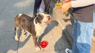 Perritos abandonados en la Basílica de Guadalupe.