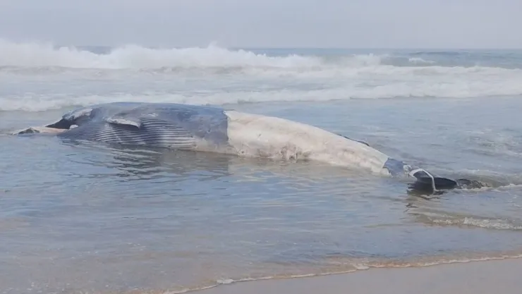 VIDEO: Ballena de 12 metros aparece muerta en Playas de Tijuana