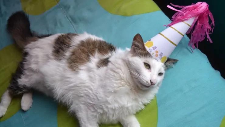 por qué se celebra el día internacional del gato.jpg