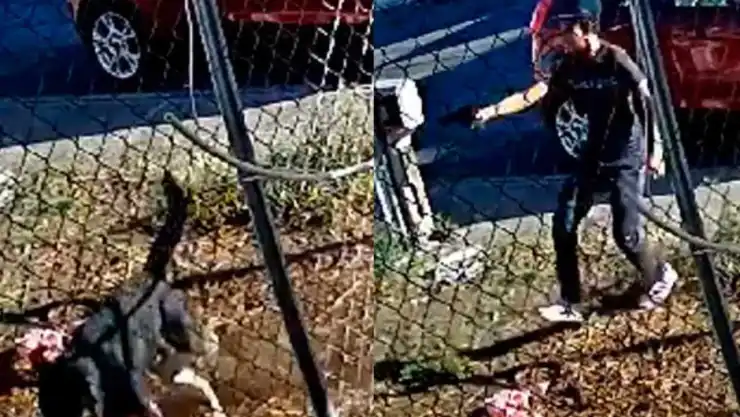 niño de 12 años dispar a perro en Michoaacán