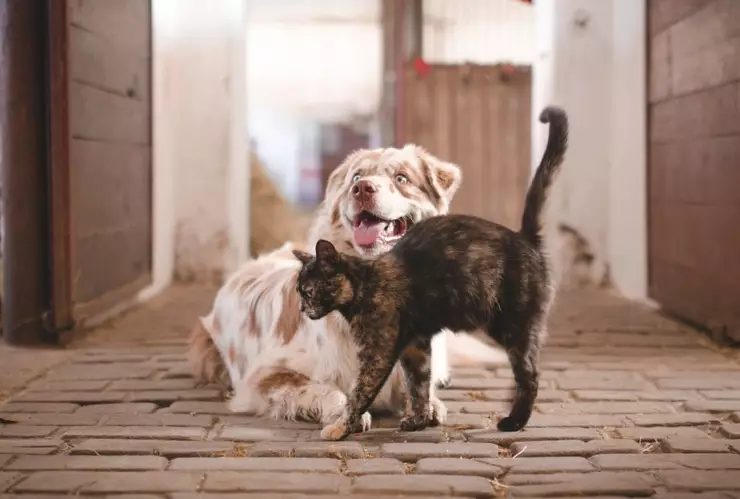 El remedio casero que ayuda a eliminar el olor de orina de mascota