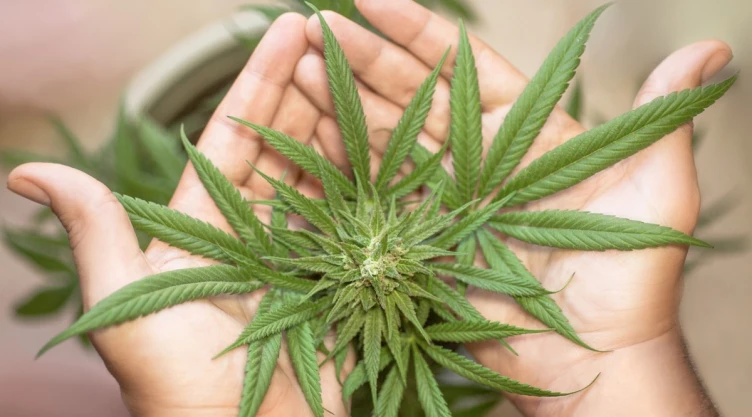 marihuana medicinal México