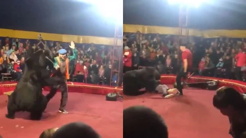 Oso ataca a domador