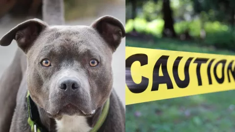 Bebé recién nacido muere tras ser atacado por dos perros pitbull