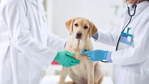 veterinario