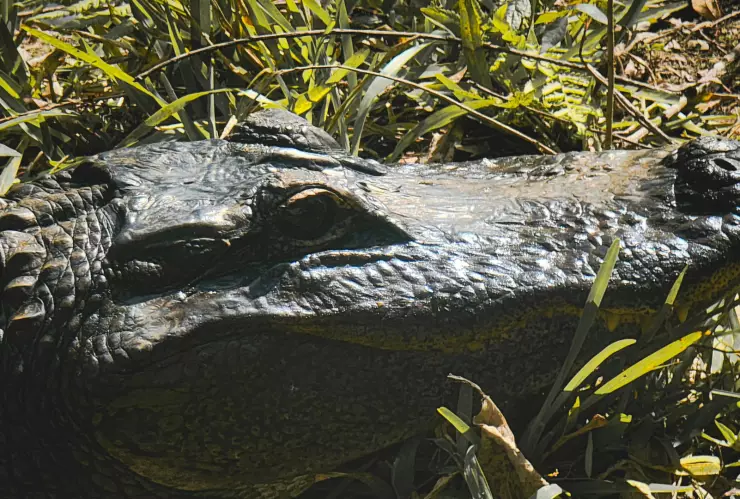 Mujer encuentra un caimán en la habitación de su hijo fallecido.png