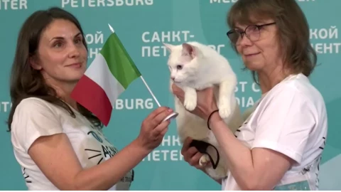 gatito-aquiles-eurocop