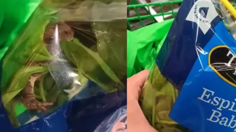 rana en bolsa de espinacas