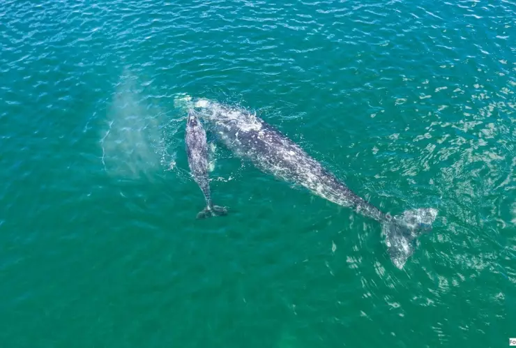 Llegan primeros ejemplares de Ballena Gris en Reserva de El Vizcaíno.jpeg