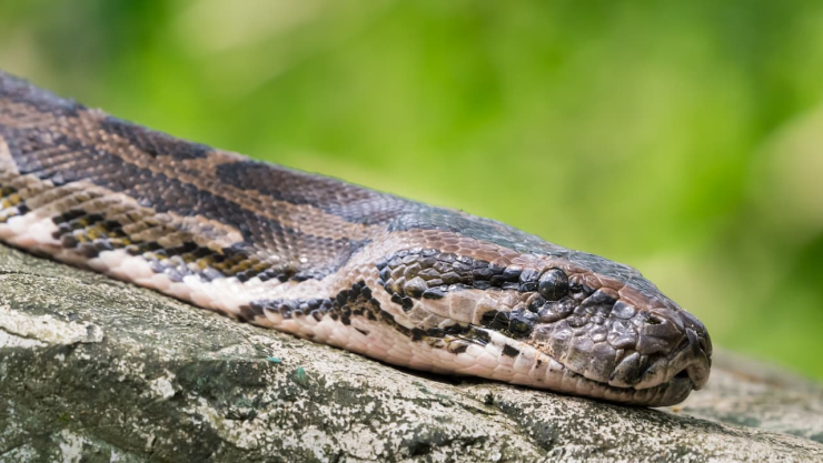 serpiente gigante en Australia