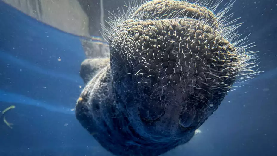 Coral, una manatí rescatada, duerme boca arriba.