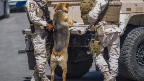 perrito_narcot&uacute;nel_tijuana