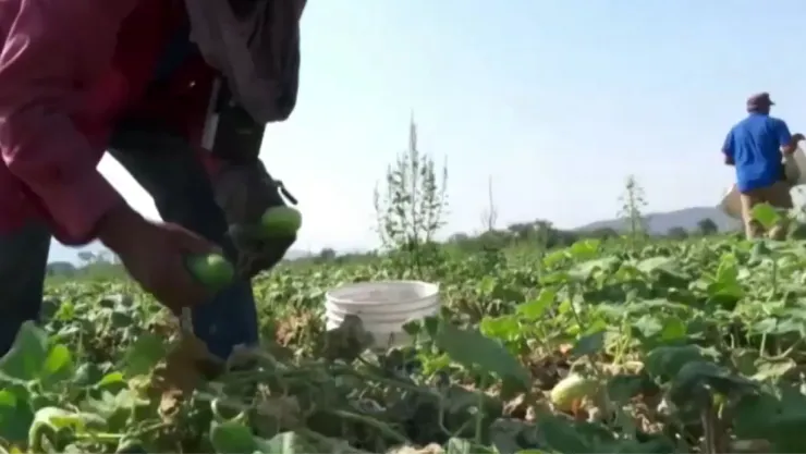 Agricultores en Sinaloa