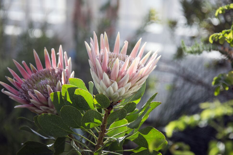 Protea+Cynaroides.jpg