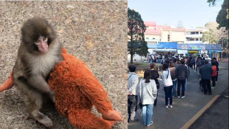 Punch, el bebé mono que dispara las visitas al Zoológico de Ichikawa; enfrenta el abandono con un peluche