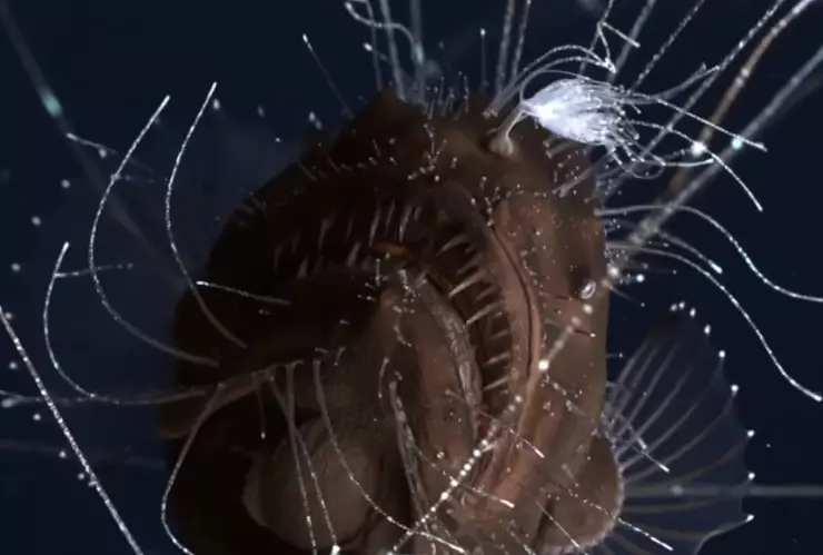 Pez balón, playa, fondo del mar.jpg