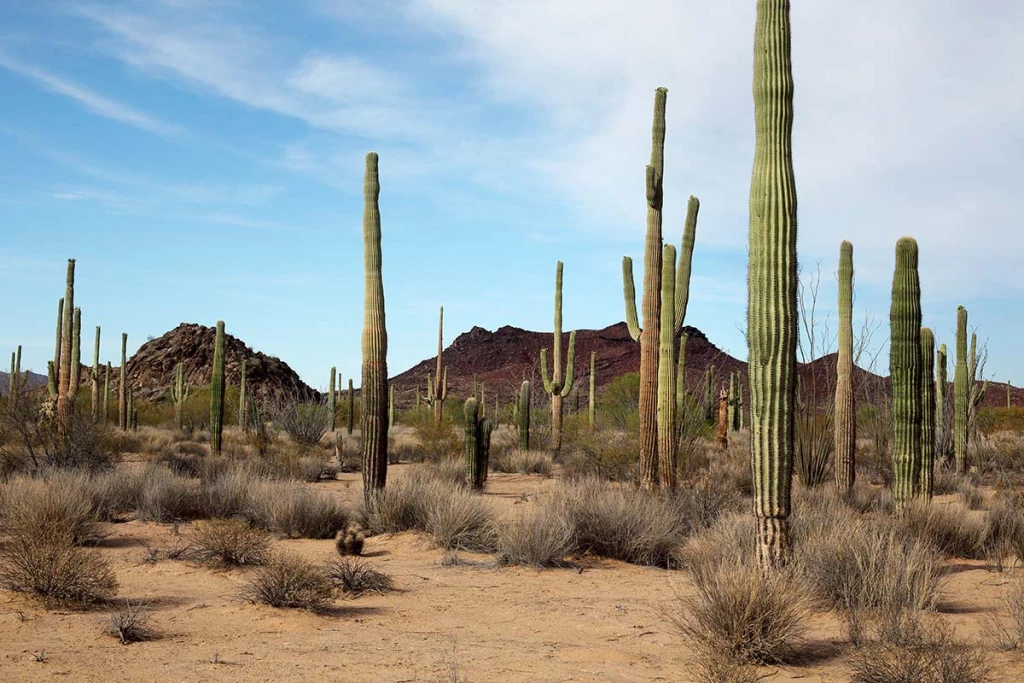 Desierto mexicano