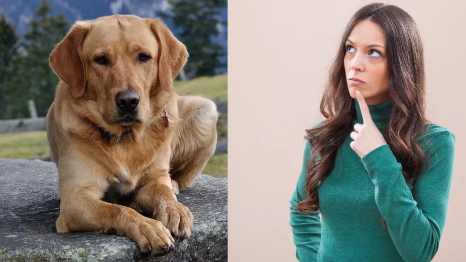 ¿Por qué mi perro me mira fijamente?