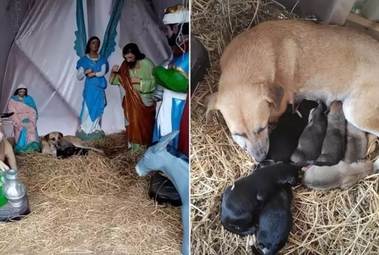 perrita da a luz en nacimiento