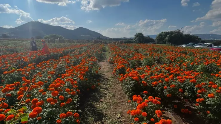 estrenan campo de cempasúchil en rancho san juan diego tlajomulco para el día de muertos.jpeg