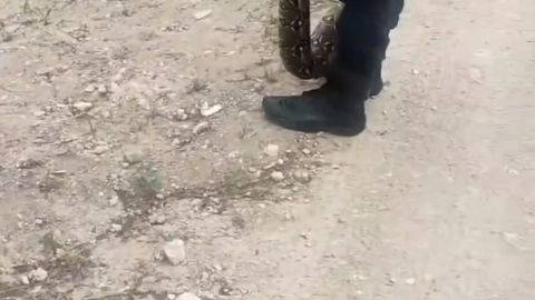 Enorme serpiente es liberada luego de estar en resguardo