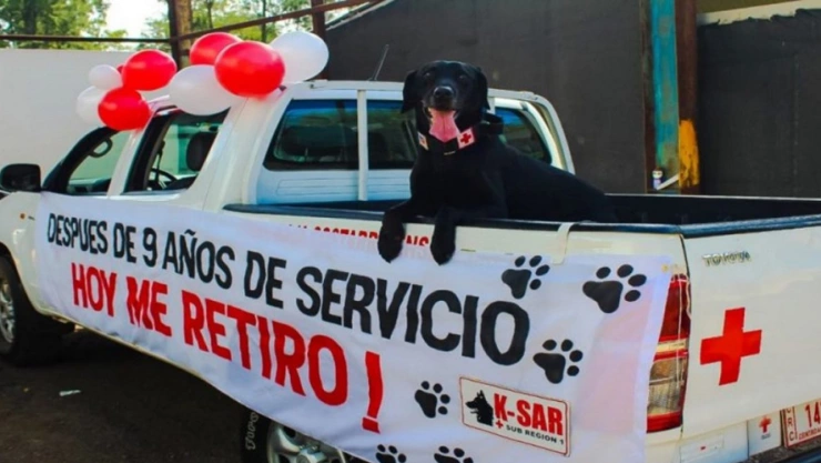 perro6.jpg