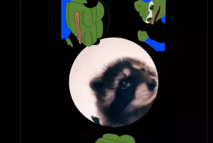 Los mejores memes del mapache Pedro