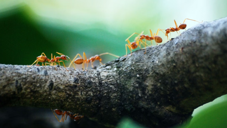 ¿Por qué aparecen hormigas en tu habitación aunque no tengas comida? El motivo energético y la solución con 1 especia
