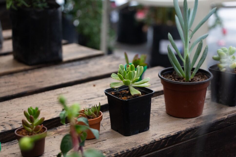 Plant Fest