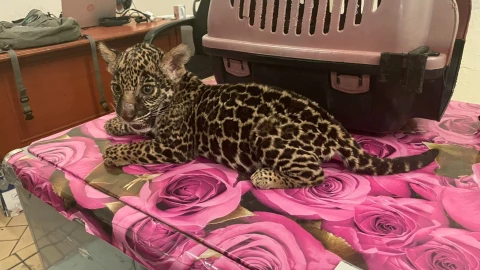 Aseguran a cachorra de jaguar y otros 20 animales silvestres en Oaxaca 25 de marzo 2025.png